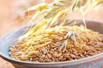 会东资讯|燕麦酒是会东地区数百年来的酿造习俗与传插图5 会东资讯|燕麦酒是会东地区数百年来的酿造习俗与传插图5