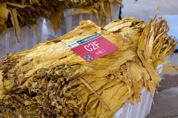 会东烤烟(会东县以烤烟闻名)?插图2 会东烤烟(会东县以烤烟闻名)?插图2