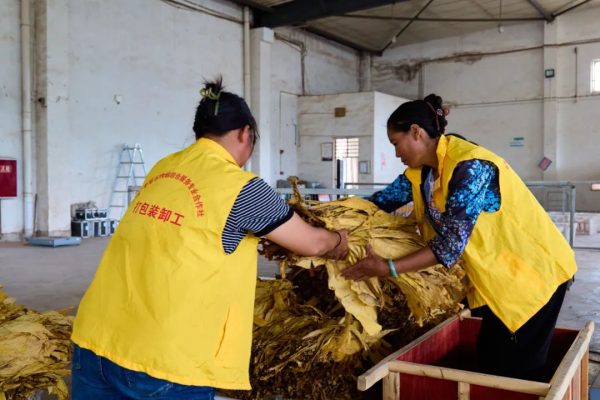 会东烤烟:金沙江畔的“黄金叶”插图2 会东烤烟:金沙江畔的“黄金叶”插图2