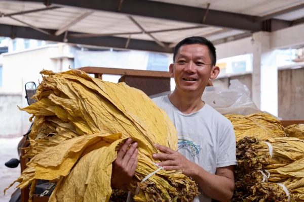 会东烤烟(会东县以烤烟闻名)?插图 会东烤烟(会东县以烤烟闻名)?插图