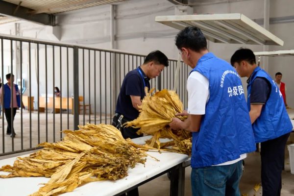 川滇明珠官网|会东县2022年烟叶收购工作正式拉开序幕!-会东网