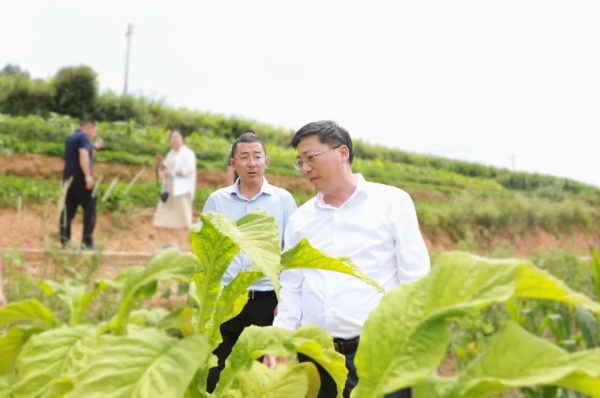 【会东资讯网】会东县委书记环江红到溜姑乡等镇调研!插图2 【会东资讯网】会东县委书记环江红到溜姑乡等镇调研!插图2