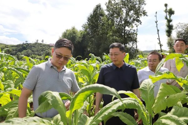 梁辉到会东县新街镇、江西街乡、铅锌镇、姜州镇等地调研插图