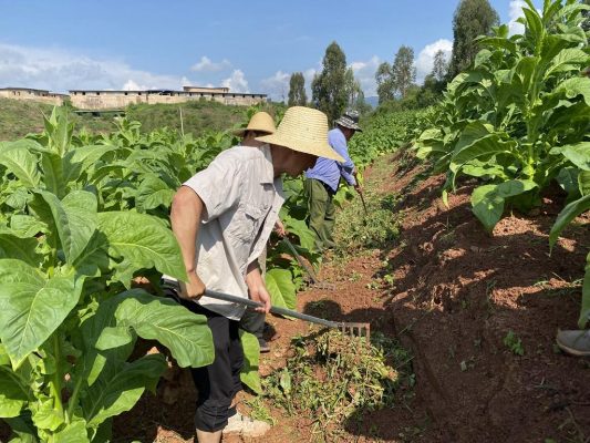 会东县嘎吉村：极端气候下的烟叶种植田管插图