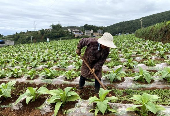 会东县嘎吉村：极端气候下的烟叶种植田管插图1