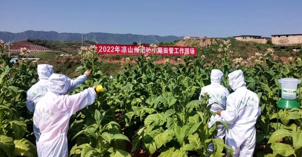 会东县嘎吉村：极端气候下的烟叶种植田管插图2