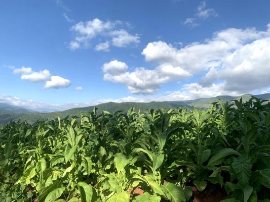 会东县嘎吉村：极端气候下的烟叶种植田管插图3