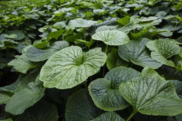 会东资讯网|会东县新街镇海光村山葵产业供不应求!插图 会东资讯网|会东县新街镇海光村山葵产业供不应求!插图