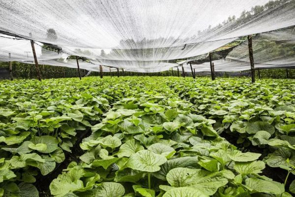 会东资讯网|会东县新街镇海光村山葵产业供不应求!插图2 会东资讯网|会东县新街镇海光村山葵产业供不应求!插图2