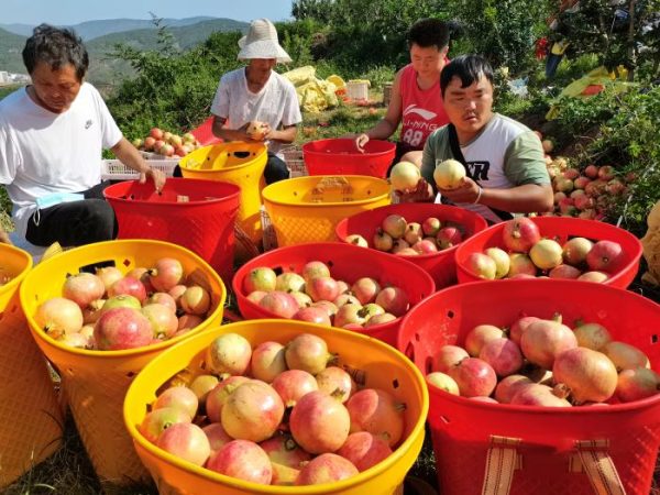 会东三农动态|会东县供销合作社联合社石榴大丰收!插图 会东三农动态|会东县供销合作社联合社石榴大丰收!插图