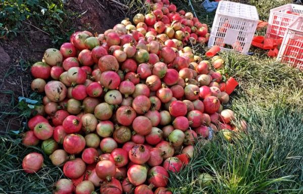 会东三农动态|会东县供销合作社联合社石榴大丰收!插图3 会东三农动态|会东县供销合作社联合社石榴大丰收!插图3