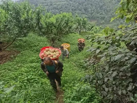 会东铅锌镇小街子村桃园迎来大丰收!插图1 会东铅锌镇小街子村桃园迎来大丰收!插图1