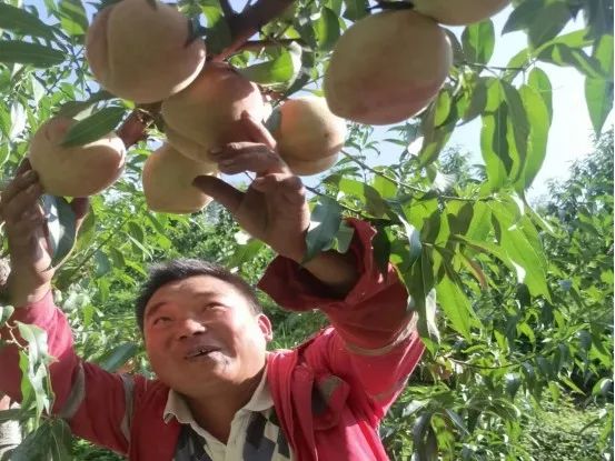 会东铅锌镇小街子村桃园迎来大丰收！插图