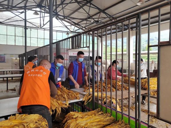 会东县三农|会东县全力做好疫情防控下烟茧收购工作插图 会东县三农|会东县全力做好疫情防控下烟茧收购工作插图