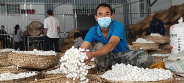 会东县三农|会东县全力做好疫情防控下烟茧收购工作插图2 会东县三农|会东县全力做好疫情防控下烟茧收购工作插图2