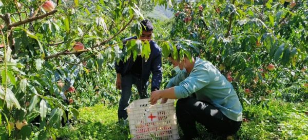 会东县疫情最新消息、会东疫情动态！插图13