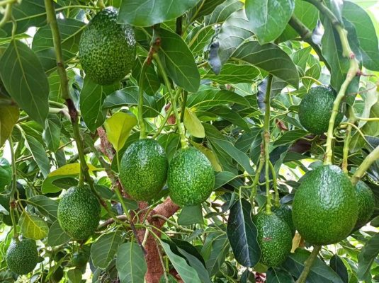 会东三农最新消息