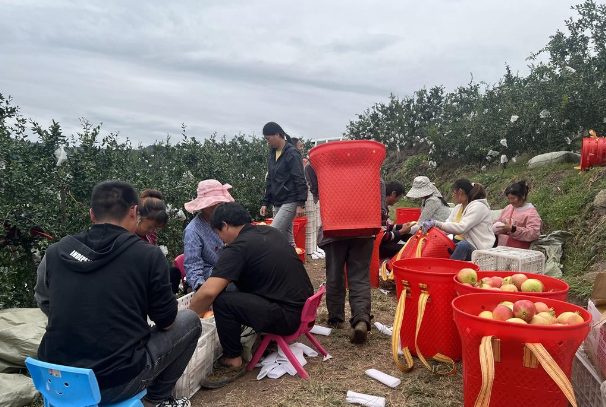 九月,会东县处处洋溢着丰收的喜悦插图 九月,会东县处处洋溢着丰收的喜悦插图