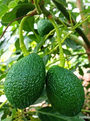 会东三农最新消息插图2 会东三农最新消息插图2