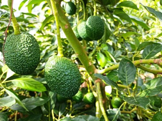 会东三农最新消息插图1 会东三农最新消息插图1