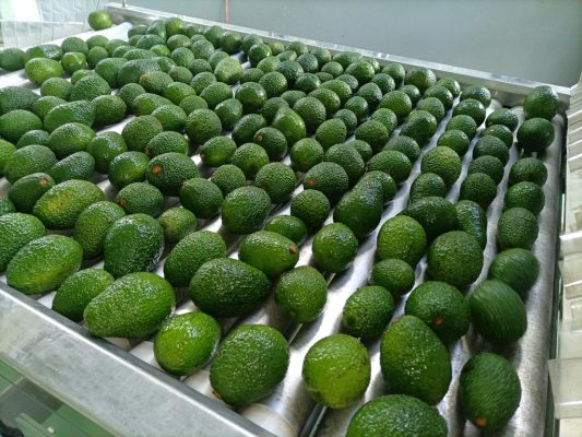 会东三农最新消息插图3 会东三农最新消息插图3