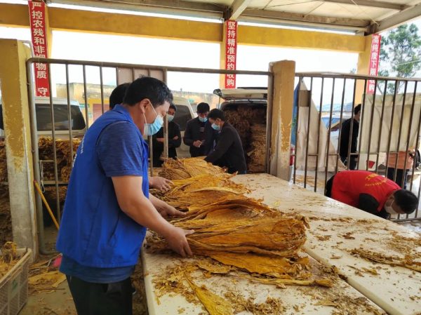 鲹鱼河镇:山地清香型烟叶的璀璨明珠-会东网