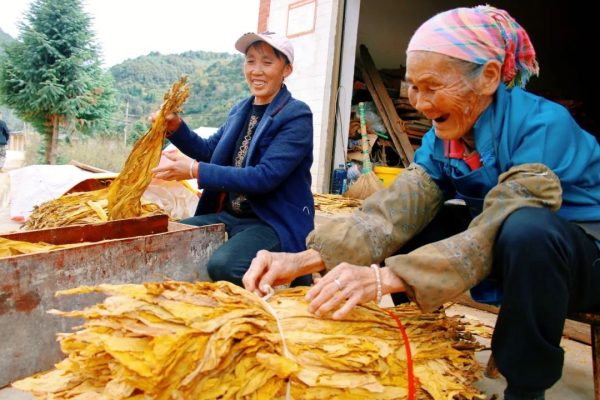 会东门户网动态|会东县淌塘镇烟叶收购工作圆满结束