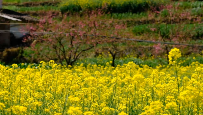 会东铅锌镇资讯动态，铅锌镇油房村插图5
