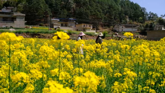 会东铅锌镇资讯动态，铅锌镇油房村插图6
