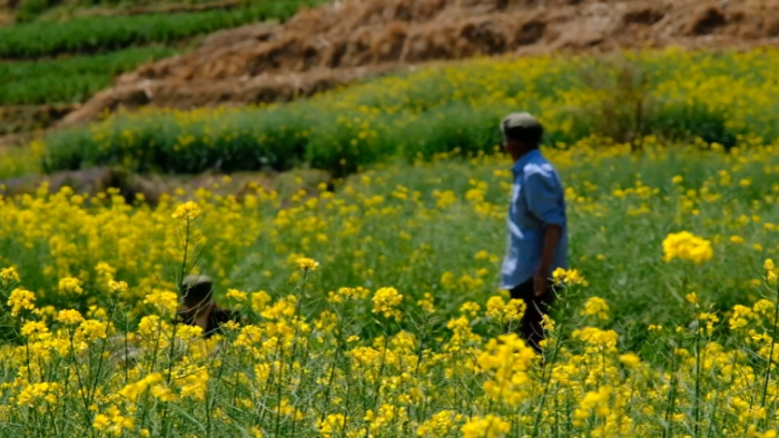 会东铅锌镇资讯动态，铅锌镇油房村插图4