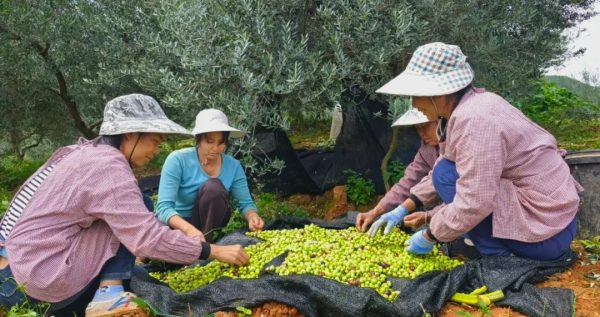 图片[5]-川滇明珠动态|会东铁柳镇的百亩油橄榄迎来了丰收季