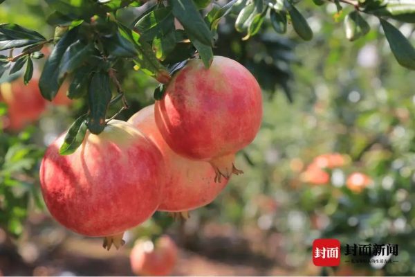 图片[1]-川滇明珠动态，会东会理最新资讯-会东网