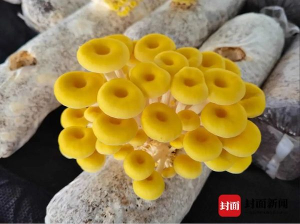 图片[4]-川滇明珠动态，会东会理最新资讯-会东网