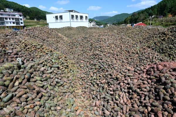 川滇明珠动态,会东县堵格镇的华山松熟了!插图 川滇明珠动态,会东县堵格镇的华山松熟了!插图