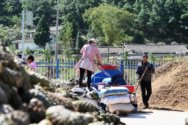 川滇明珠动态,会东县堵格镇的华山松熟了!插图4 川滇明珠动态,会东县堵格镇的华山松熟了!插图4