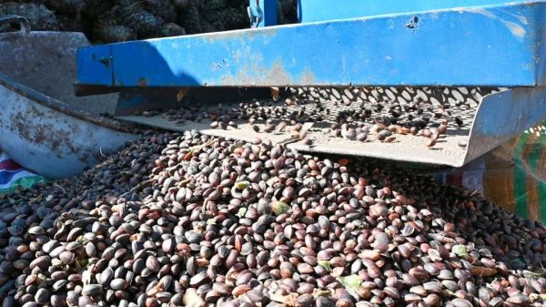 川滇明珠动态,会东县堵格镇的华山松熟了!插图2 川滇明珠动态,会东县堵格镇的华山松熟了!插图2