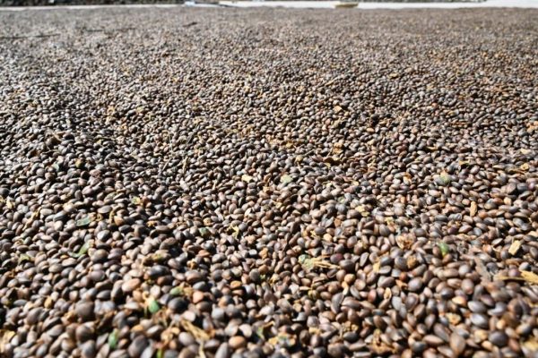 川滇明珠动态,会东县堵格镇的华山松熟了!插图1 川滇明珠动态,会东县堵格镇的华山松熟了!插图1