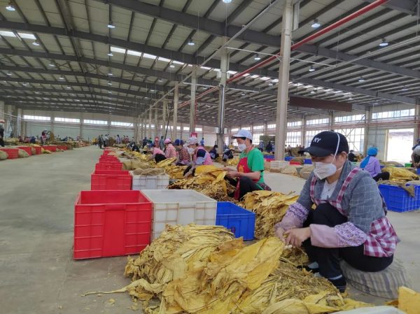 川滇明珠官网|会东复烤厂复工复产插图4 川滇明珠官网|会东复烤厂复工复产插图4