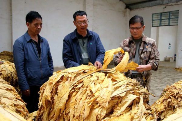 会东门户网动态|会东县淌塘镇烟叶收购工作圆满结束插图4 会东门户网动态|会东县淌塘镇烟叶收购工作圆满结束插图4