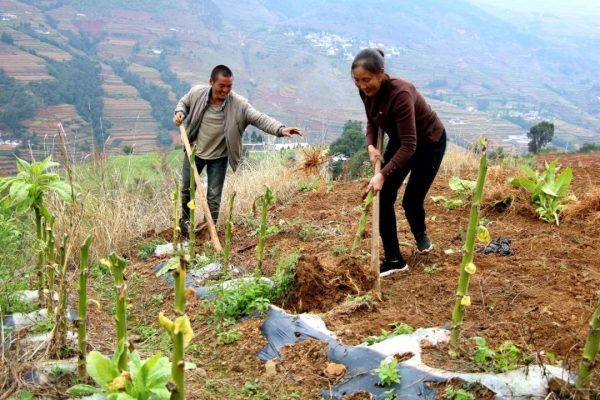 会东门户网动态|会东县淌塘镇烟叶收购工作圆满结束插图1 会东门户网动态|会东县淌塘镇烟叶收购工作圆满结束插图1