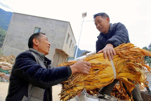 会东门户网动态|会东县淌塘镇烟叶收购工作圆满结束插图2 会东门户网动态|会东县淌塘镇烟叶收购工作圆满结束插图2