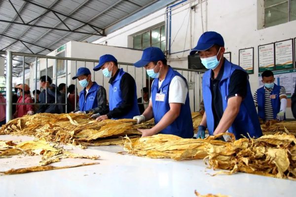 会东门户网动态|会东县淌塘镇烟叶收购工作圆满结束插图3 会东门户网动态|会东县淌塘镇烟叶收购工作圆满结束插图3