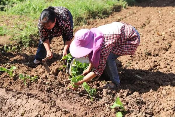 会东铅锌镇资讯动态，铅锌镇油房村插图3