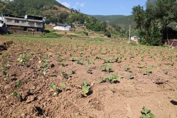 会东铅锌镇资讯动态，铅锌镇油房村插图2