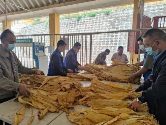 凉山会东县十大特产(盘点凉山州会东县的十大特产)?插图1 凉山会东县十大特产(盘点凉山州会东县的十大特产)?插图1