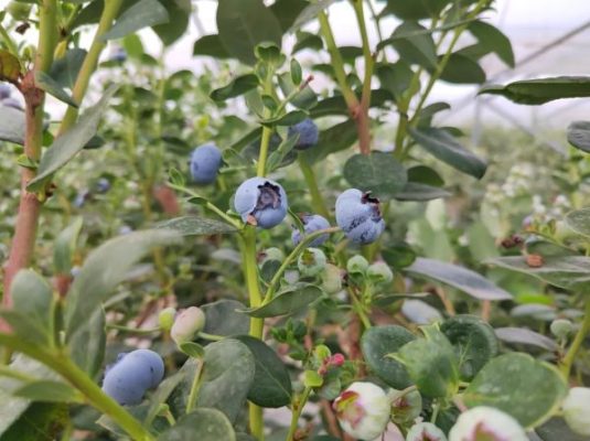 会东gdp2021(凉山会东经济如何)?插图2 会东gdp2021(凉山会东经济如何)?插图2