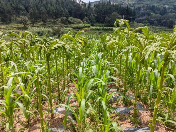 会东网资讯|会东县建设全国优质烟叶强县插图2 会东网资讯|会东县建设全国优质烟叶强县插图2