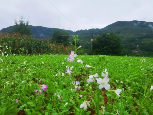 四川大凉山会东县?插图3 四川大凉山会东县?插图3