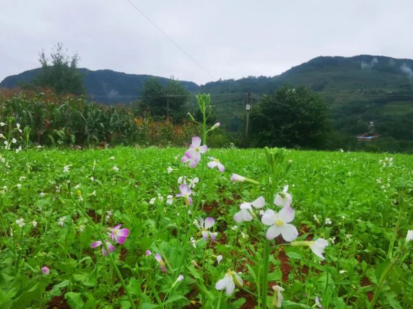 会东网资讯|会东县建设全国优质烟叶强县插图5 会东网资讯|会东县建设全国优质烟叶强县插图5