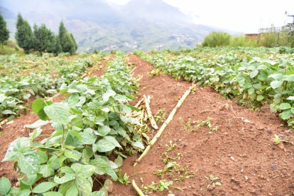 会东网资讯|会东县建设全国优质烟叶强县插图3 会东网资讯|会东县建设全国优质烟叶强县插图3